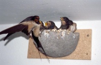 Zwaluwnestkasten